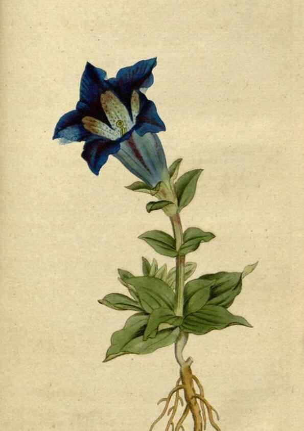 Reproducción/Reproduction 34322422754: The Botanical magazine, or, Flower-garden displayed ... /. [S.l. :s.n.],1790-1800 ;