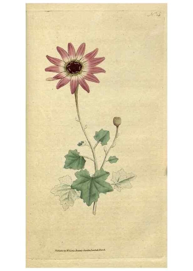Reproducción/Reproduction 34357797343: The Botanical magazine, or, Flower-garden displayed ... /. [S.l. :s.n.],1790-1800 ;