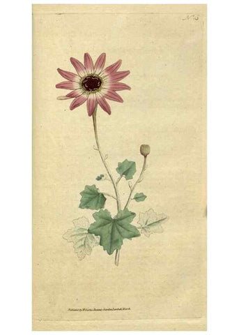 Reproducción/Reproduction 34357797343: The Botanical magazine, or, Flower-garden displayed ... /. [S.l. :s.n.],1790-1800 ;