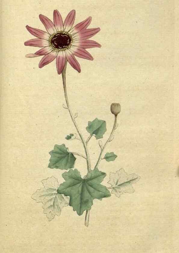 Reproducción/Reproduction 34357797343: The Botanical magazine, or, Flower-garden displayed ... /. [S.l. :s.n.],1790-1800 ;