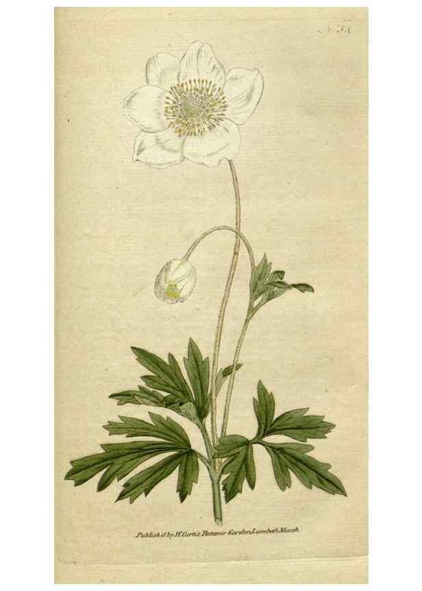 Reproducción/Reproduction 34322426204: The Botanical magazine, or, Flower-garden displayed ... /. [S.l. :s.n.],1790-1800 ;