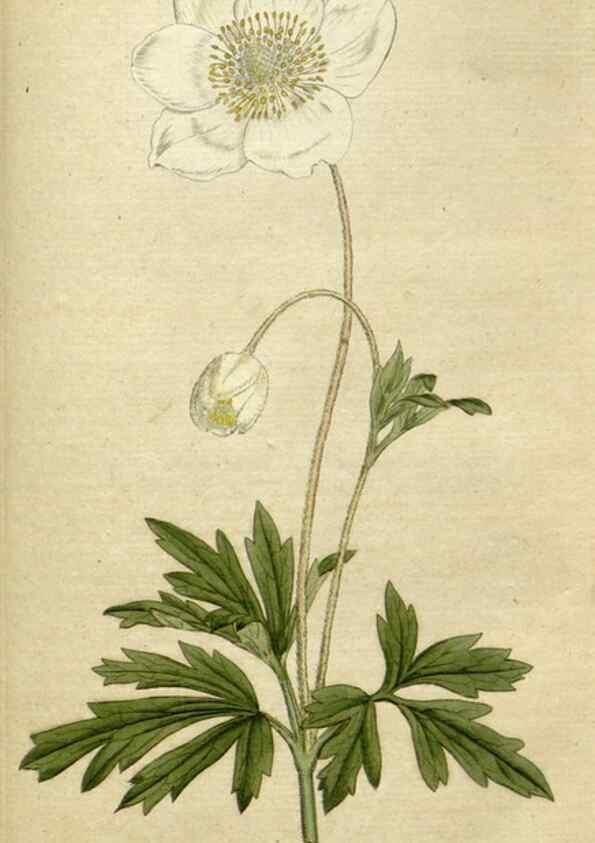 Reproducción/Reproduction 34322426204: The Botanical magazine, or, Flower-garden displayed ... /. [S.l. :s.n.],1790-1800 ;