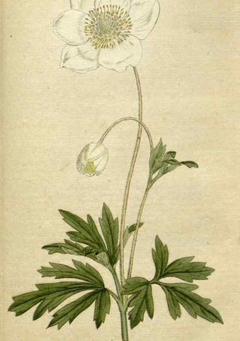 Reproducción/Reproduction 34322426204: The Botanical magazine, or, Flower-garden displayed ... /. [S.l. :s.n.],1790-1800 ;