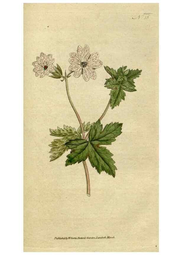 Reproducción/Reproduction 34322427604: The Botanical magazine, or, Flower-garden displayed ... /. [S.l. :s.n.],1790-1800 ;