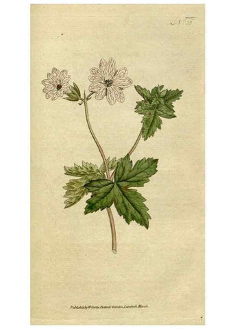 Reproducción/Reproduction 34322427604: The Botanical magazine, or, Flower-garden displayed ... /. [S.l. :s.n.],1790-1800 ;