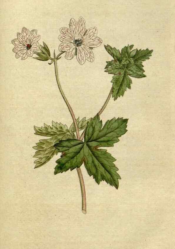 Reproducción/Reproduction 34322427604: The Botanical magazine, or, Flower-garden displayed ... /. [S.l. :s.n.],1790-1800 ;