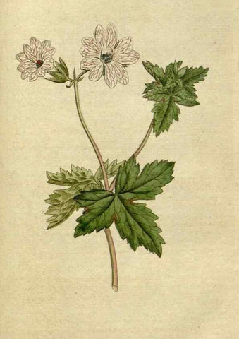 Reproducción/Reproduction 34322427604: The Botanical magazine, or, Flower-garden displayed ... /. [S.l. :s.n.],1790-1800 ;