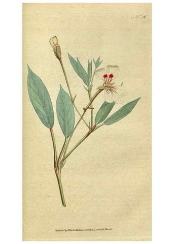 Reproducción/Reproduction 34780944800: The Botanical magazine, or, Flower-garden displayed ... /. [S.l. :s.n.],1790-1800 ;