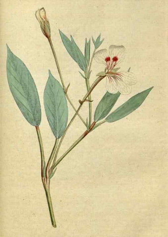 Reproducción/Reproduction 34780944800: The Botanical magazine, or, Flower-garden displayed ... /. [S.l. :s.n.],1790-1800 ;
