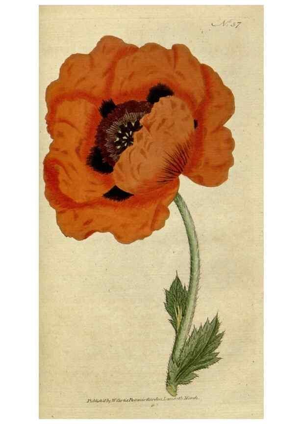 Reproducción/Reproduction 34780946180: The Botanical magazine, or, Flower-garden displayed ... /. [S.l. :s.n.],1790-1800 ;