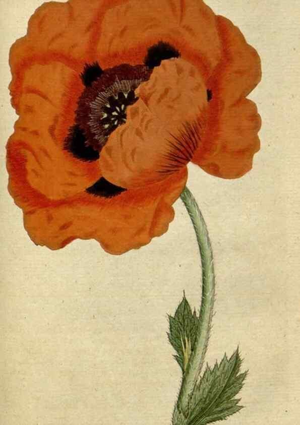 Reproducción/Reproduction 34780946180: The Botanical magazine, or, Flower-garden displayed ... /. [S.l. :s.n.],1790-1800 ;