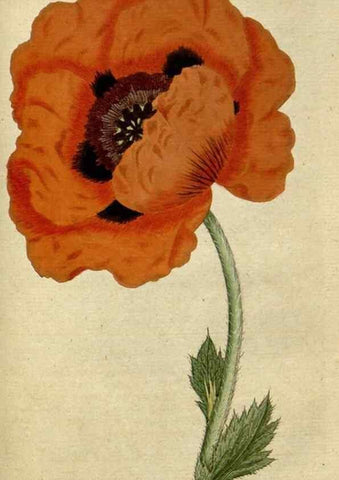 Reproducción/Reproduction 34780946180: The Botanical magazine, or, Flower-garden displayed ... /. [S.l. :s.n.],1790-1800 ;