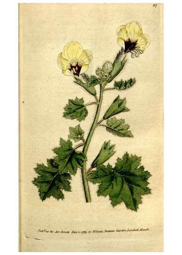 Reproducción/Reproduction 34322635274: The Botanical magazine, or, Flower-garden displayed ... /. [S.l. :s.n.],1790-1800 ;