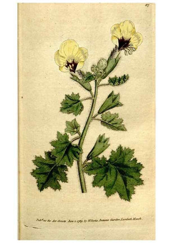 Reproducción/Reproduction 34322635274: The Botanical magazine, or, Flower-garden displayed ... /. [S.l. :s.n.],1790-1800 ;