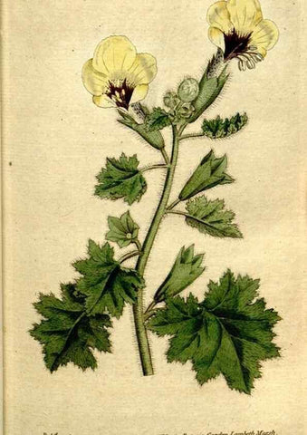 Reproducción/Reproduction 34322635274: The Botanical magazine, or, Flower-garden displayed ... /. [S.l. :s.n.],1790-1800 ;