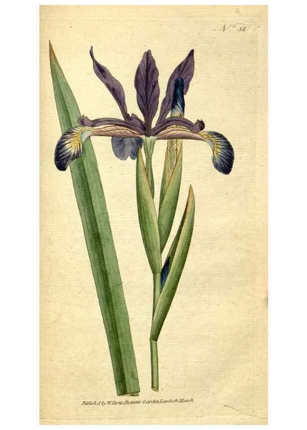 Reproducción/Reproduction 34780947330: The Botanical magazine, or, Flower-garden displayed ... /. [S.l. :s.n.],1790-1800 ;