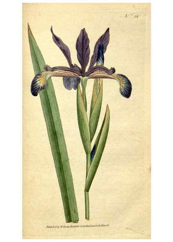 Reproducción/Reproduction 34780947330: The Botanical magazine, or, Flower-garden displayed ... /. [S.l. :s.n.],1790-1800 ;