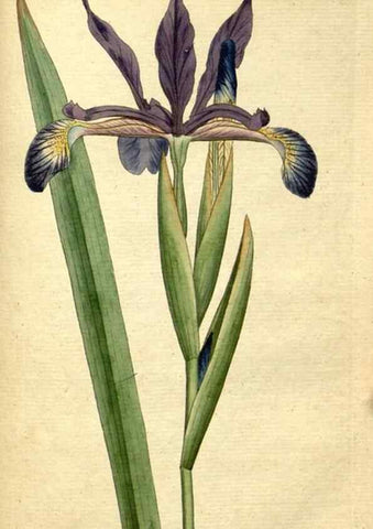 Reproducción/Reproduction 34780947330: The Botanical magazine, or, Flower-garden displayed ... /. [S.l. :s.n.],1790-1800 ;