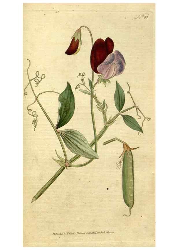 Reproducción/Reproduction 34780949460: The Botanical magazine, or, Flower-garden displayed ... /. [S.l. :s.n.],1790-1800 ;