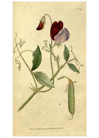 Reproducción/Reproduction 34780949460: The Botanical magazine, or, Flower-garden displayed ... /. [S.l. :s.n.],1790-1800 ;