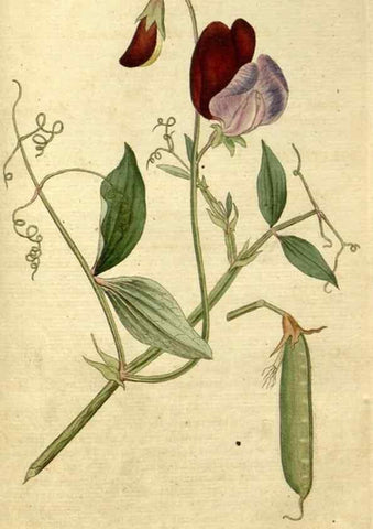 Reproducción/Reproduction 34780949460: The Botanical magazine, or, Flower-garden displayed ... /. [S.l. :s.n.],1790-1800 ;