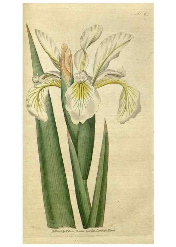 Reproducción/Reproduction 34780950620: The Botanical magazine, or, Flower-garden displayed ... /. [S.l. :s.n.],1790-1800 ;