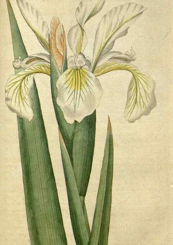 Reproducción/Reproduction 34780950620: The Botanical magazine, or, Flower-garden displayed ... /. [S.l. :s.n.],1790-1800 ;