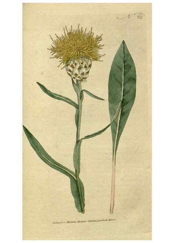 Reproducción/Reproduction 34780951980: The Botanical magazine, or, Flower-garden displayed ... /. [S.l. :s.n.],1790-1800 ;