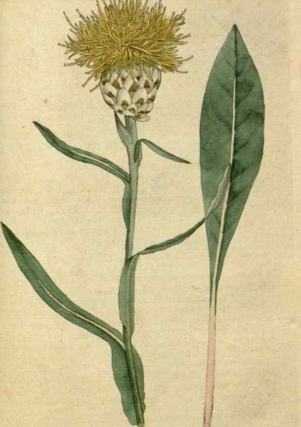 Reproducción/Reproduction 34780951980: The Botanical magazine, or, Flower-garden displayed ... /. [S.l. :s.n.],1790-1800 ;