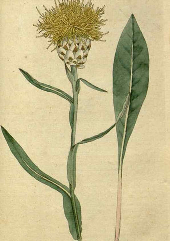 Reproducción/Reproduction 34780951980: The Botanical magazine, or, Flower-garden displayed ... /. [S.l. :s.n.],1790-1800 ;