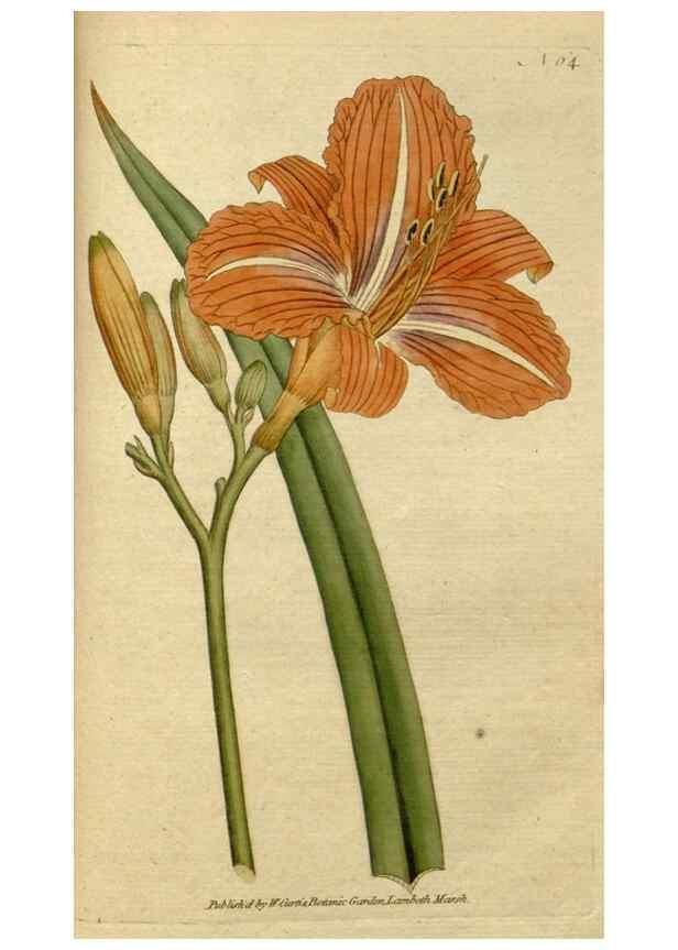Reproducción/Reproduction 35167369985: The Botanical magazine, or, Flower-garden displayed ... /. [S.l. :s.n.],1790-1800 ;