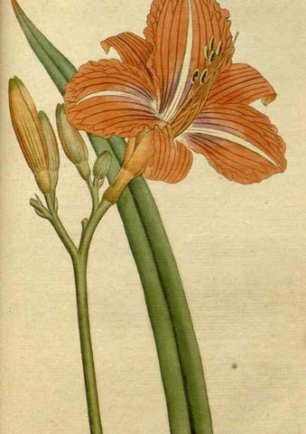 Reproducción/Reproduction 35167369985: The Botanical magazine, or, Flower-garden displayed ... /. [S.l. :s.n.],1790-1800 ;