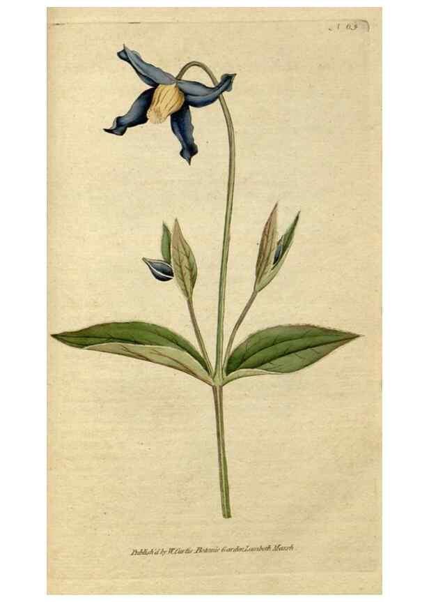 Reproducción/Reproduction 35167371515: The Botanical magazine, or, Flower-garden displayed ... /. [S.l. :s.n.],1790-1800 ;