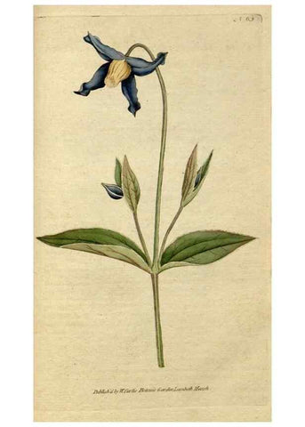 Reproducción/Reproduction 35167371515: The Botanical magazine, or, Flower-garden displayed ... /. [S.l. :s.n.],1790-1800 ;