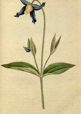Reproducción/Reproduction 35167371515: The Botanical magazine, or, Flower-garden displayed ... /. [S.l. :s.n.],1790-1800 ;
