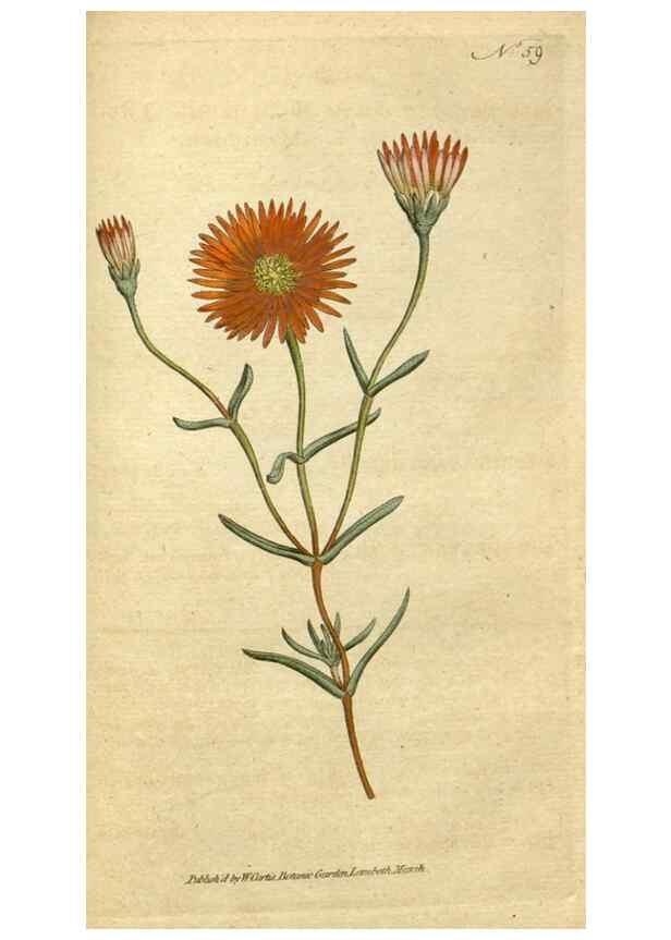 Reproducción/Reproduction 34780948310: The Botanical magazine, or, Flower-garden displayed ... /. [S.l. :s.n.],1790-1800 ;