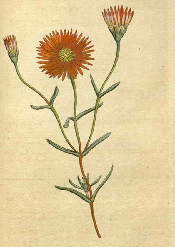 Reproducción/Reproduction 34780948310: The Botanical magazine, or, Flower-garden displayed ... /. [S.l. :s.n.],1790-1800 ;