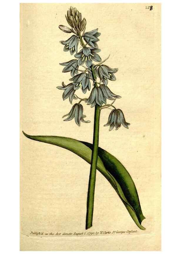 Reproducción/Reproduction 34781250950: The Botanical magazine, or, Flower-garden displayed ... /. [S.l. :s.n.],1790-1800 ;