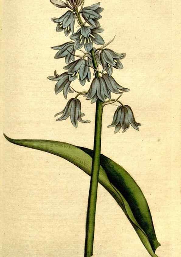 Reproducción/Reproduction 34781250950: The Botanical magazine, or, Flower-garden displayed ... /. [S.l. :s.n.],1790-1800 ;