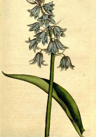 Reproducción/Reproduction 34781250950: The Botanical magazine, or, Flower-garden displayed ... /. [S.l. :s.n.],1790-1800 ;