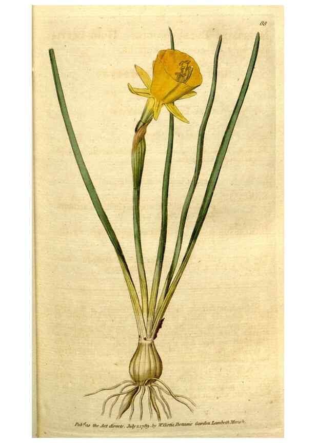 Reproducción/Reproduction 35167592275: The Botanical magazine, or, Flower-garden displayed ... /. [S.l. :s.n.],1790-1800 ;