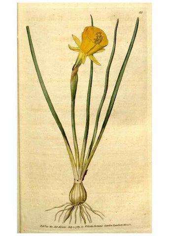 Reproducción/Reproduction 35167592275: The Botanical magazine, or, Flower-garden displayed ... /. [S.l. :s.n.],1790-1800 ;