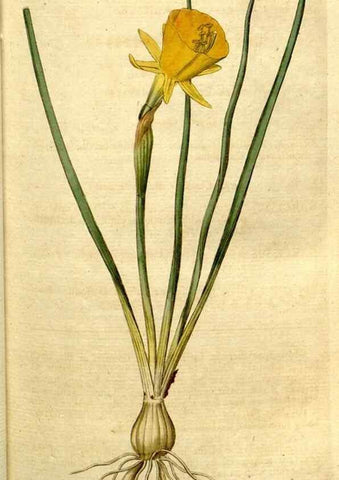 Reproducción/Reproduction 35167592275: The Botanical magazine, or, Flower-garden displayed ... /. [S.l. :s.n.],1790-1800 ;