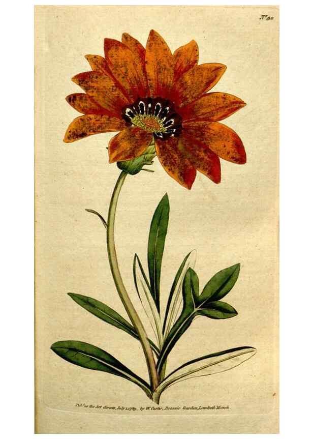 Reproducción/Reproduction 35167601005: The Botanical magazine, or, Flower-garden displayed ... /. [S.l. :s.n.],1790-1800 ;