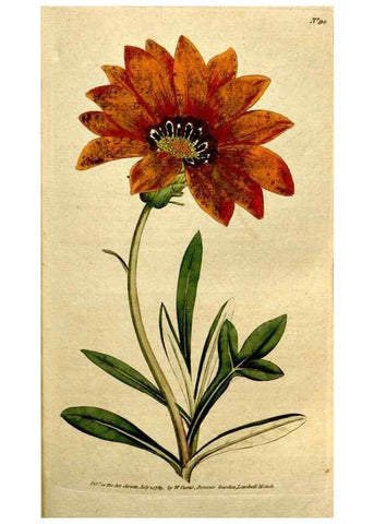 Reproducción/Reproduction 35167601005: The Botanical magazine, or, Flower-garden displayed ... /. [S.l. :s.n.],1790-1800 ;