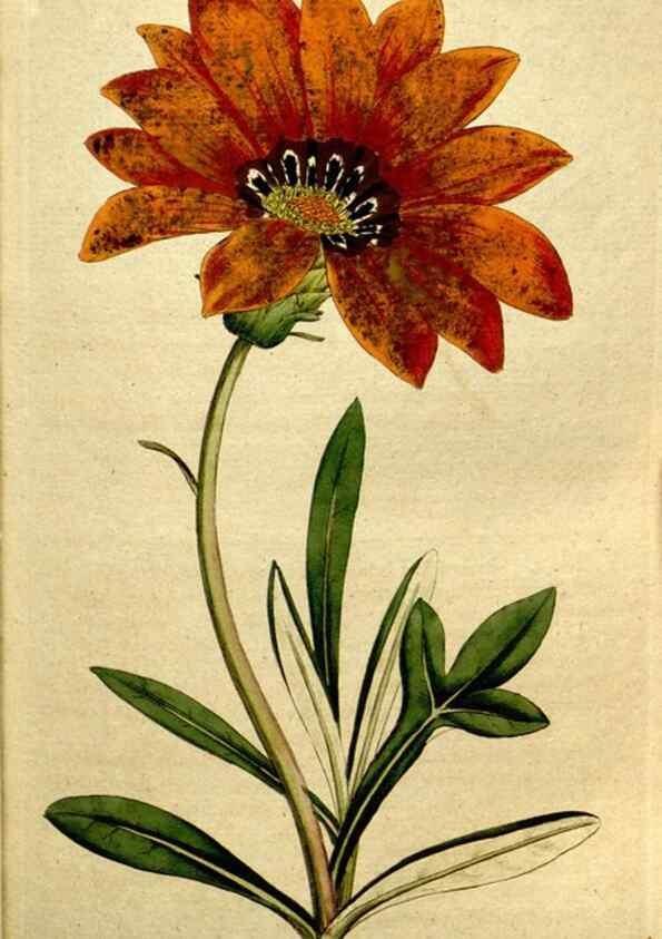 Reproducción/Reproduction 35167601005: The Botanical magazine, or, Flower-garden displayed ... /. [S.l. :s.n.],1790-1800 ;