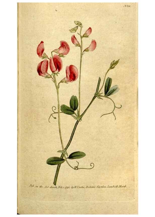 Reproducción/Reproduction 35002577552: The Botanical magazine, or, Flower-garden displayed ... /. [S.l. :s.n.],1790-1800 ;