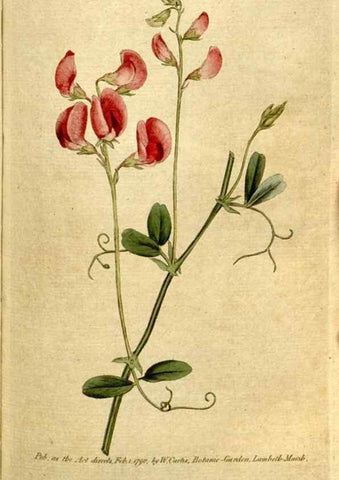 Reproducción/Reproduction 35002577552: The Botanical magazine, or, Flower-garden displayed ... /. [S.l. :s.n.],1790-1800 ;