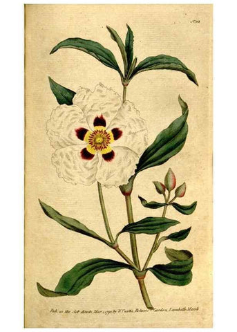 Reproducción/Reproduction 35167639625: The Botanical magazine, or, Flower-garden displayed ... /. [S.l. :s.n.],1790-1800 ;