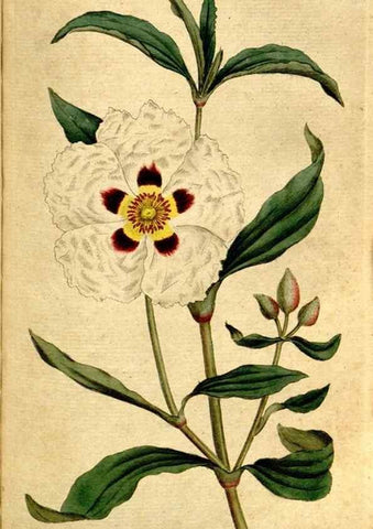 Reproducción/Reproduction 35167639625: The Botanical magazine, or, Flower-garden displayed ... /. [S.l. :s.n.],1790-1800 ;